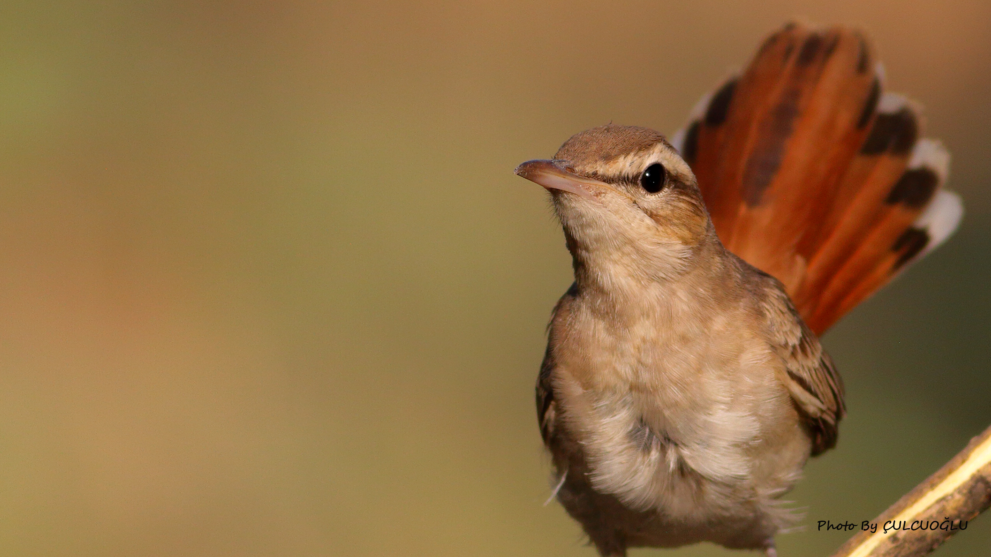 Rufous-tailed Scrub-Robin